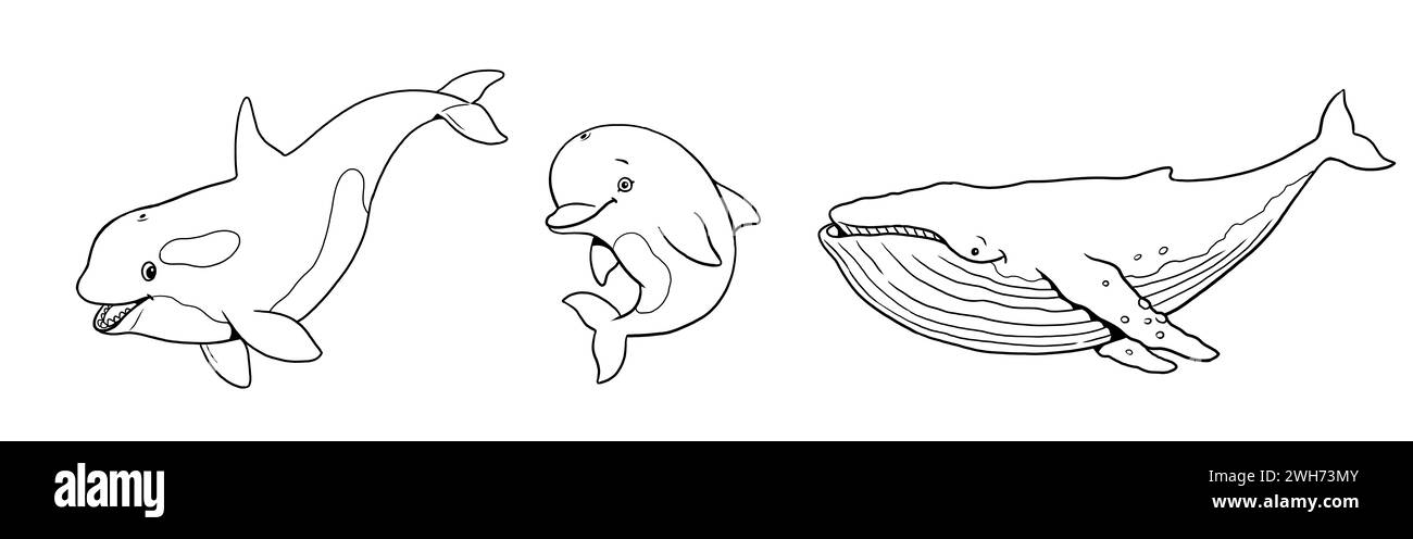 Orque mignonne, baleine et dauphin à colorier. Modèle pour un livre de coloriage avec des animaux drôles. Modèle de coloriage pour les enfants. Banque D'Images