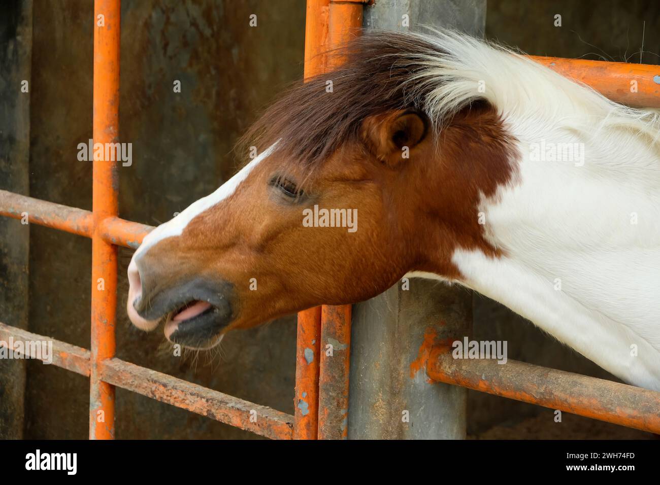 Cheval de race pure à la porte de l'écurie. Poulain à la porte de l'écurie. Ranch équestre. Banque D'Images