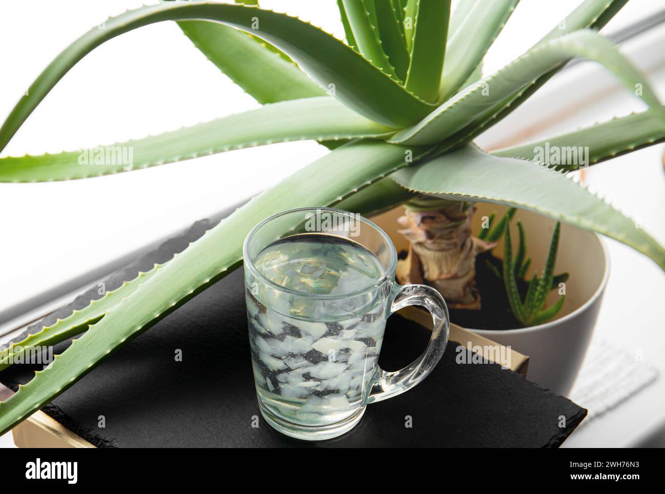 Focus sélectif sur la boisson de jus d'aloe vera avec des morceaux de chair de fruit flottant à l'intérieur. Boisson maison saine avec croissance de la plante d'aloe vera. Banque D'Images