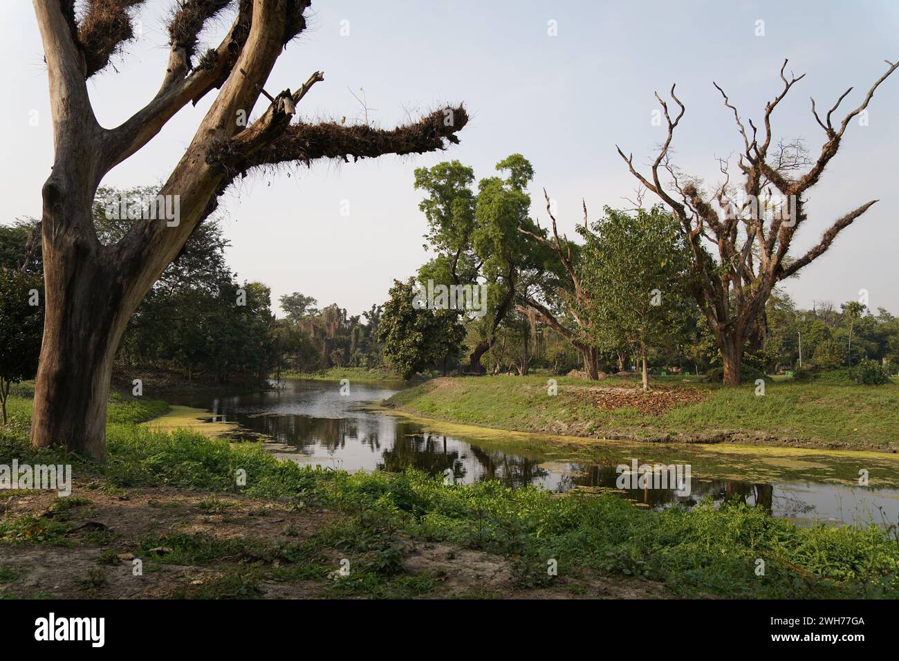 King's Lake. Jardin botanique indien Acharya Jagadish Chandra Bose. Howrah, Kolkata, Bengale occidental, Inde. Banque D'Images