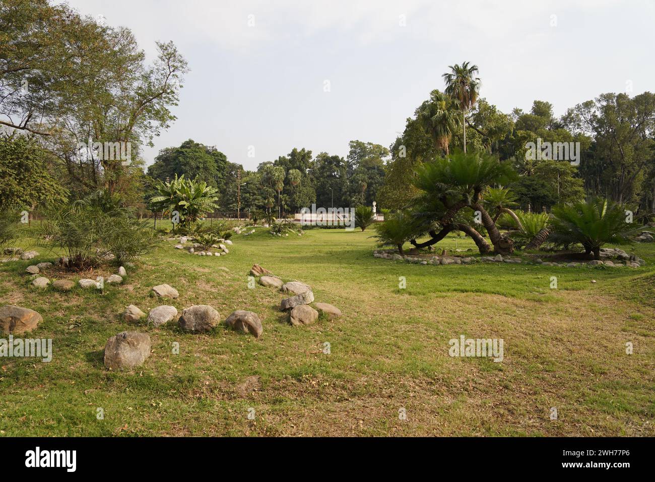 Cycads. Jardin botanique indien Acharya Jagadish Chandra Bose. Howrah, Kolkata, Bengale occidental, Inde. Banque D'Images