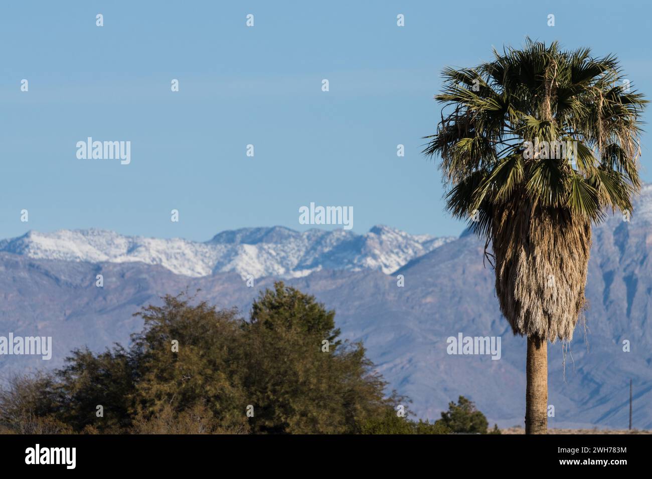 Contraste entre un palmier à éventail de Callifornia dans le désert et les montagnes mormons enneigées dans le fond du sud du Nevada. Banque D'Images