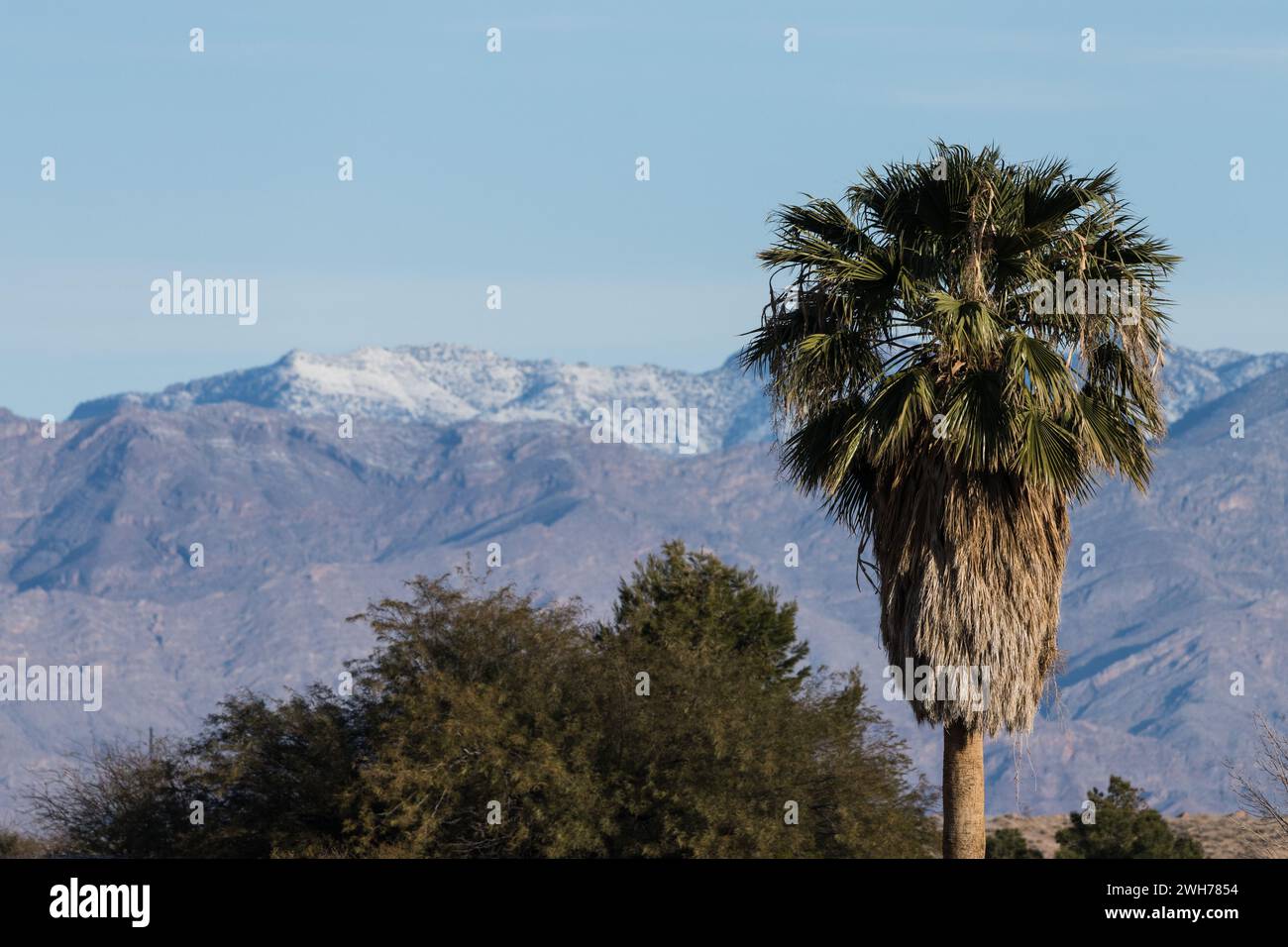 Contraste entre un palmier à éventail de Callifornia dans le désert et les montagnes mormons enneigées dans le fond du sud du Nevada. Banque D'Images