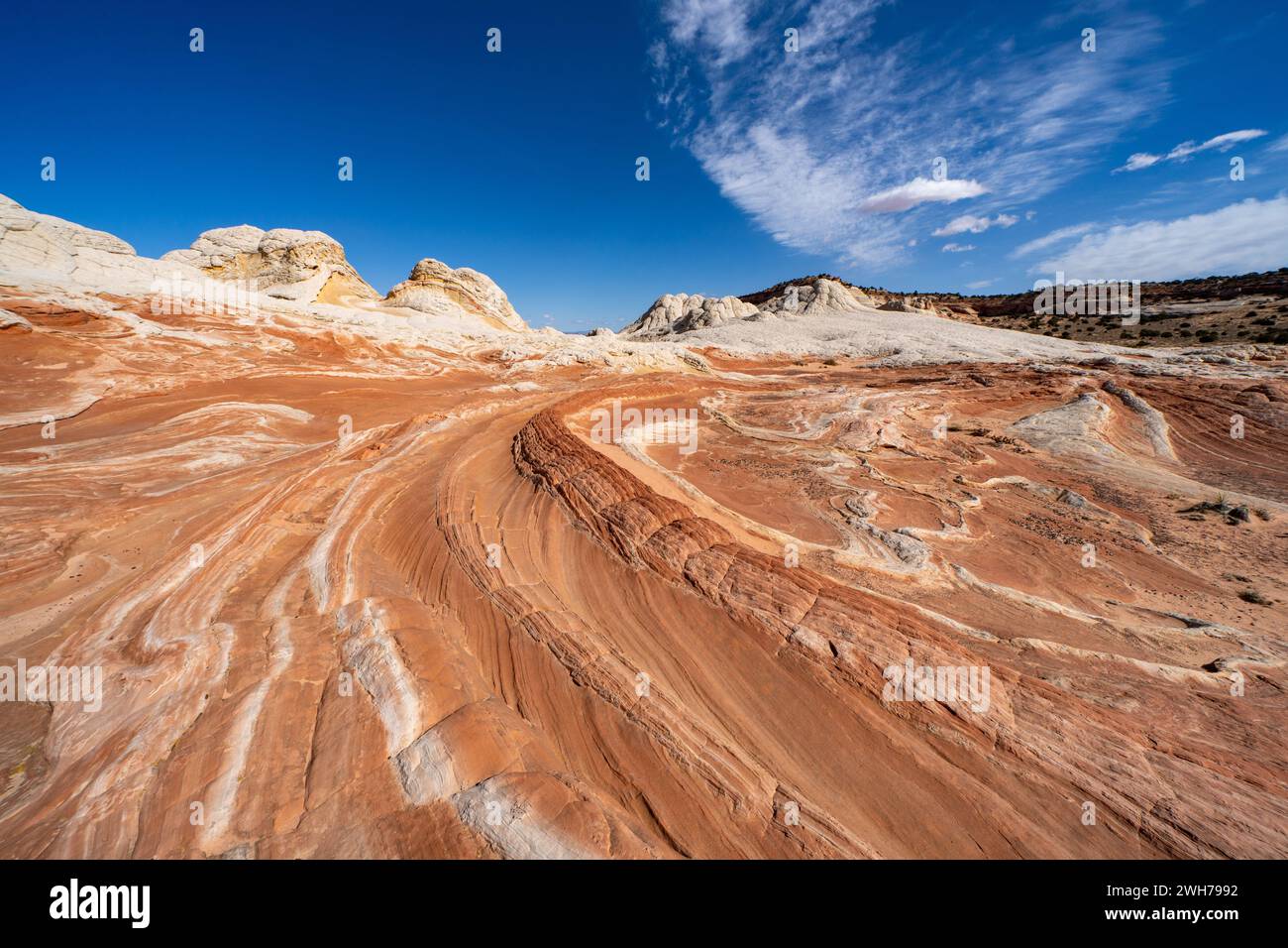 La queue du Dragon, une formation colorée de grès érodée. White Pocket Recreation Area, Vermilion Cliffs National Monument, Arizona. Banque D'Images