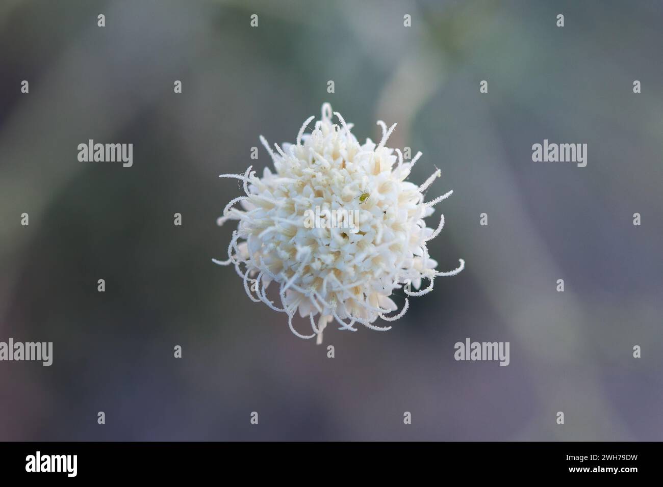 Pebble Pincusion, Chaenactis carphoclinia, en fleurs au printemps dans le parc national de la Vallée de la mort dans le désert de Mojave en Californie. Banque D'Images