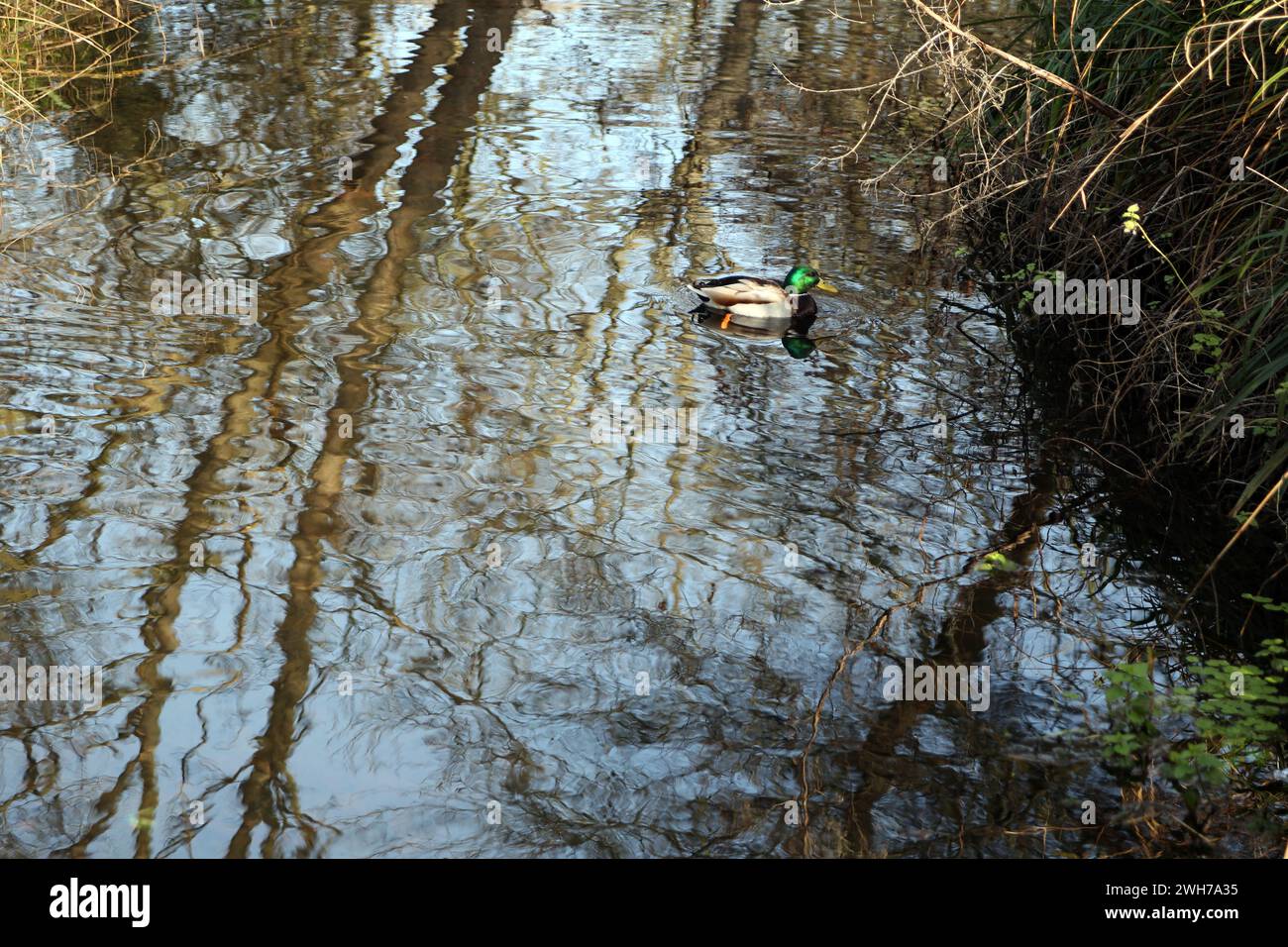 Morden Hall Park Male Mallard Duck in River Wandle Londres Angleterre Banque D'Images