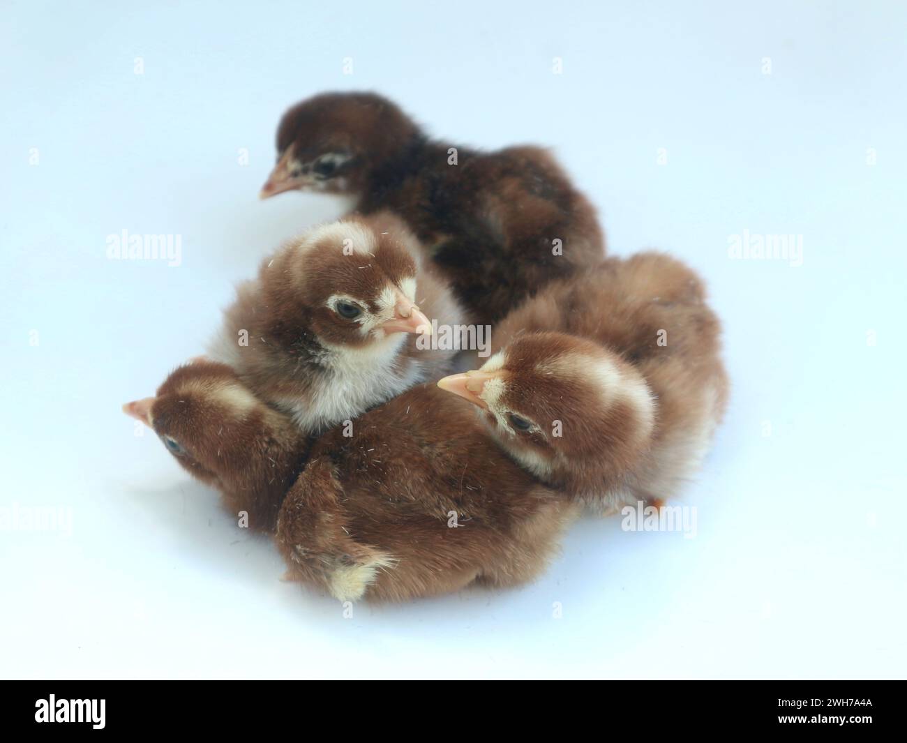 Nouveaux poussins goutte à goutte isolé sur fond blanc Banque D'Images