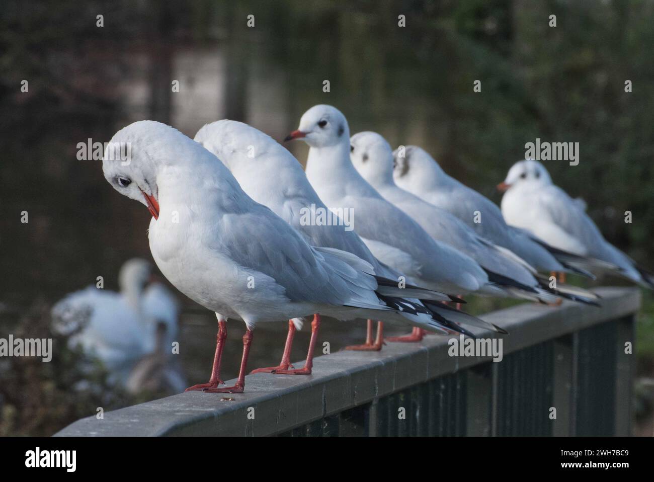 Une rangée de mouettes sur une rampe surplombant une rivière, avec cygne en arrière-plan. Banque D'Images
