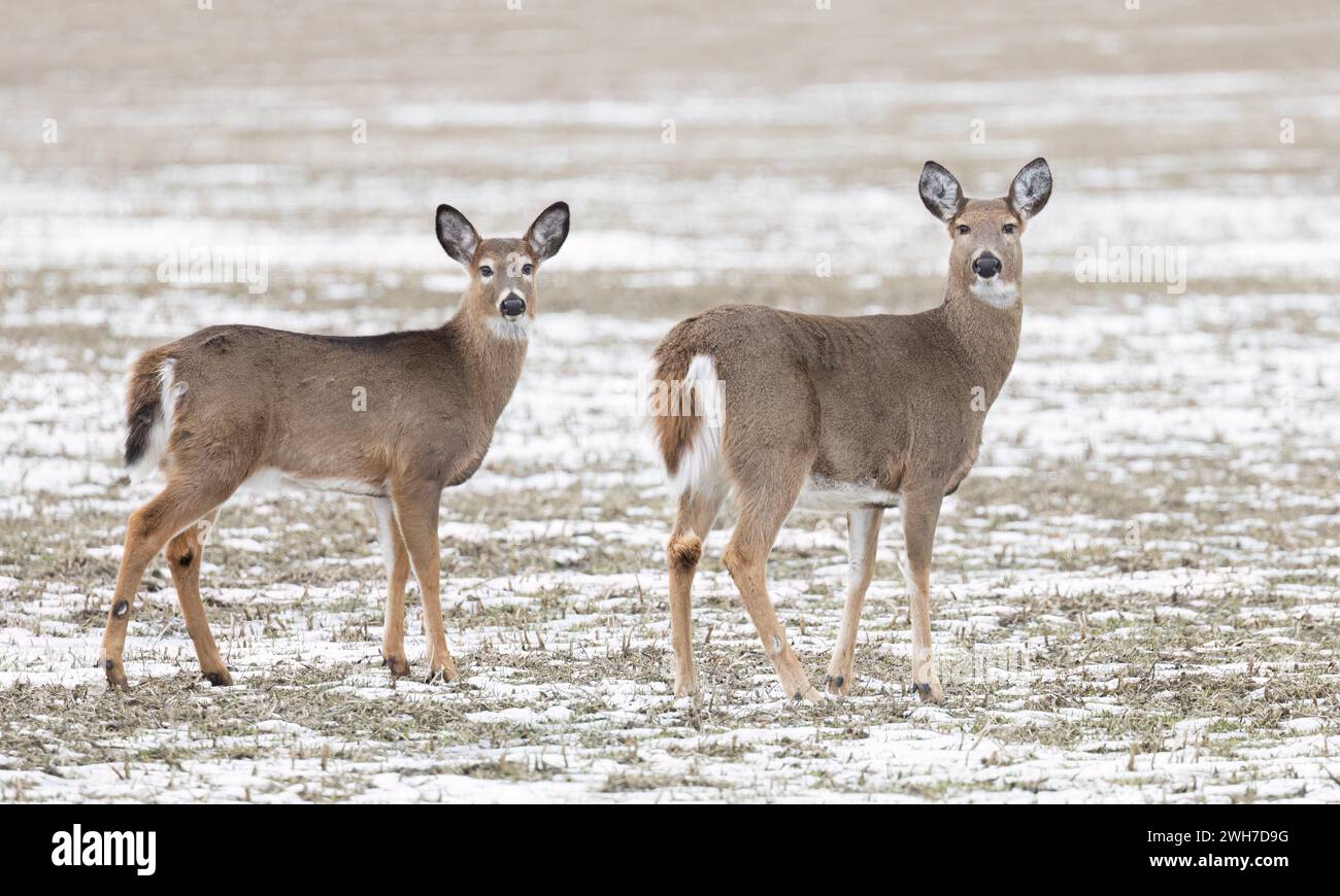 Cerf de Virginie et son fauve dans un champ enneigé au Canada Banque D'Images