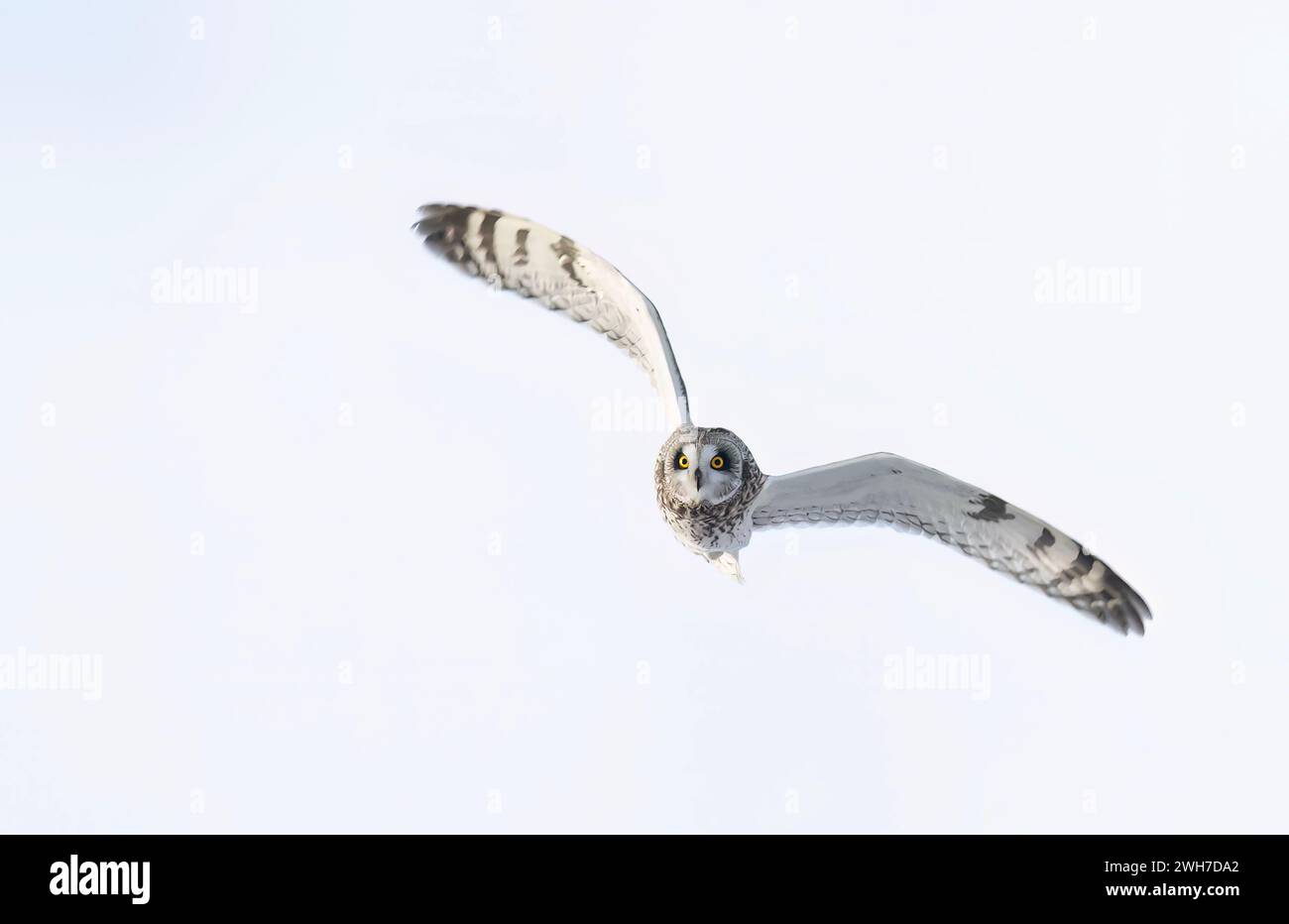 Chasse à la chouette à oreilles courtes sur un champ couvert de neige au Canada au coucher du soleil. Banque D'Images