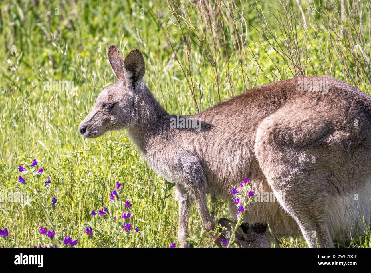 Kangourou (Macropodidae), Australie Banque D'Images