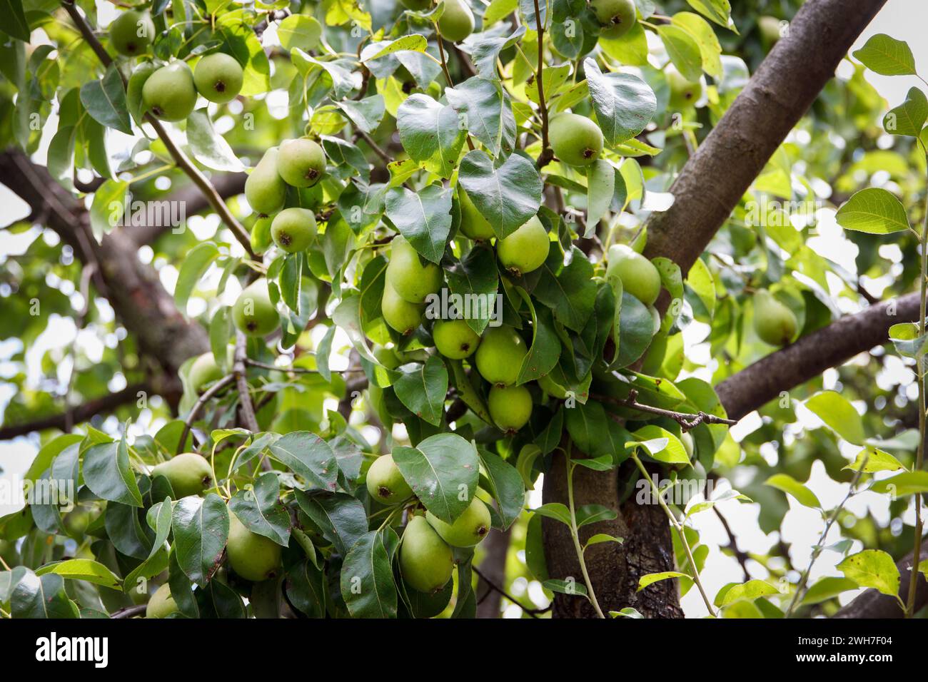 Les poires appétissantes jaunes poussent et mûrissent sur un arbre dans un beau jardin fruitier sur fond vert. Riche culture de poire pousse sur l'arbre. Concentrez-vous sur les poires Banque D'Images