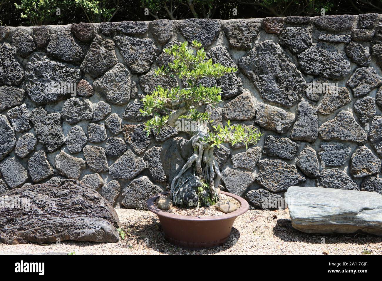 Arbre de bonsaï sur fond de roche volcanique dans Jeju Spirited Garden, Corée du Sud Banque D'Images