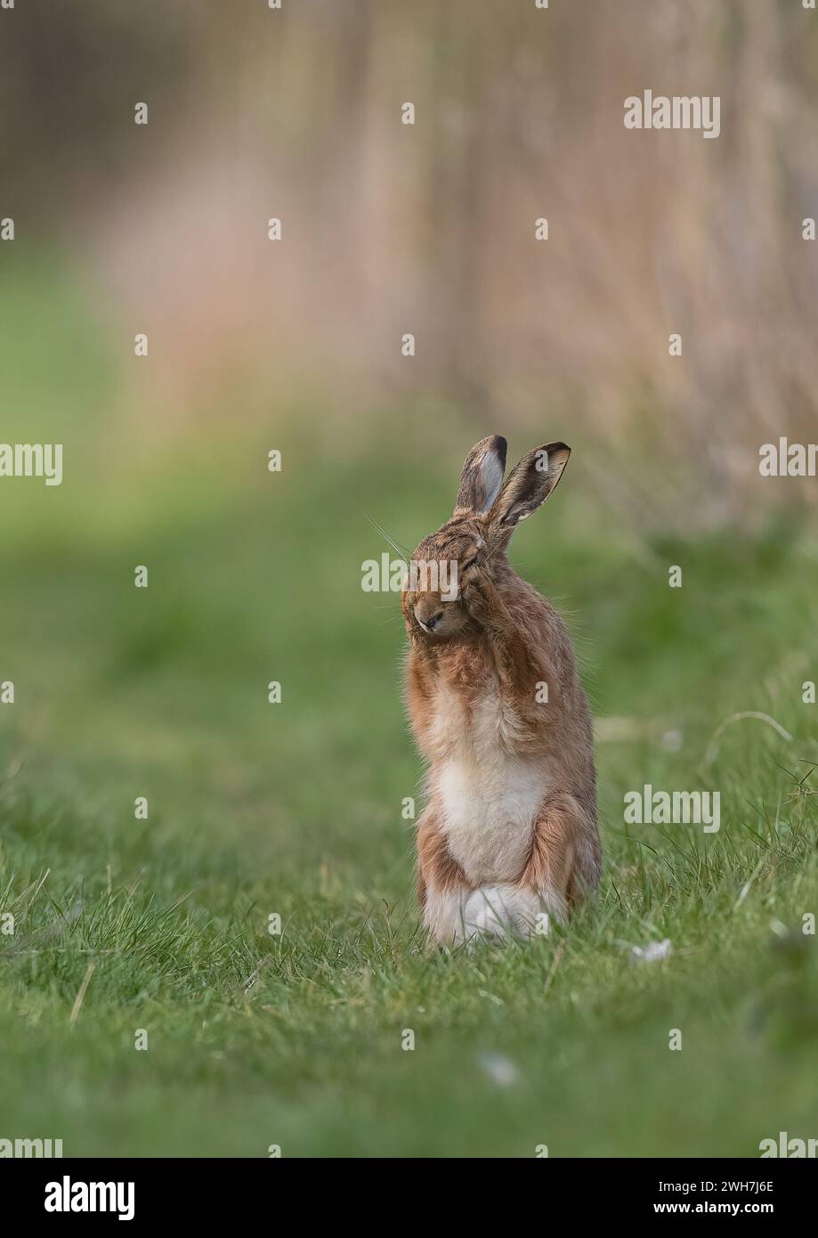Un lièvre brun (Lepus europaeus), debout, se lavant le visage avec ses pattes. Une photo mignonne d'un animal sauvage timide. Suffolk, Royaume-Uni Banque D'Images