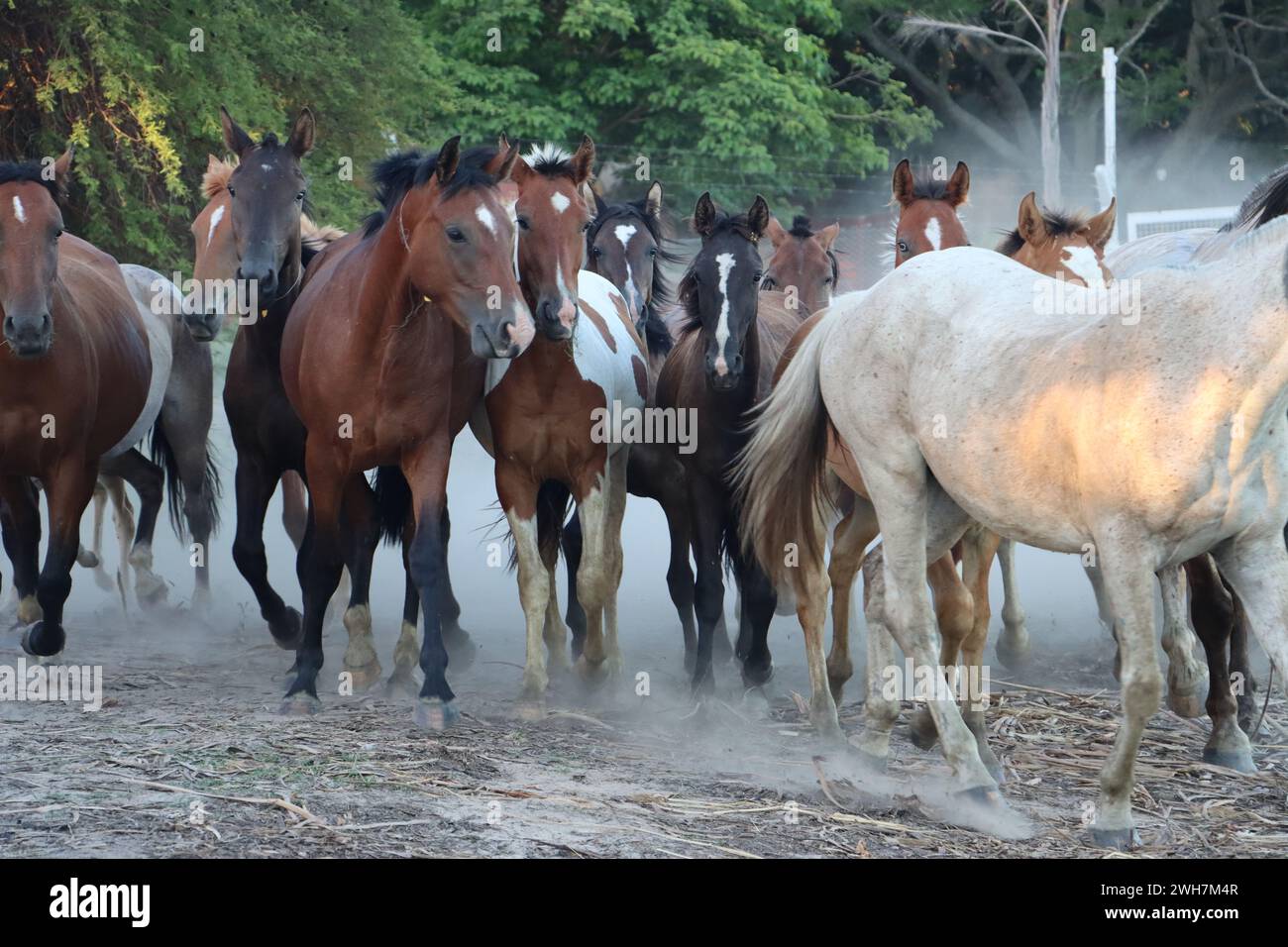 Un groupe de chevaux courant ensemble dans un champ Banque D'Images