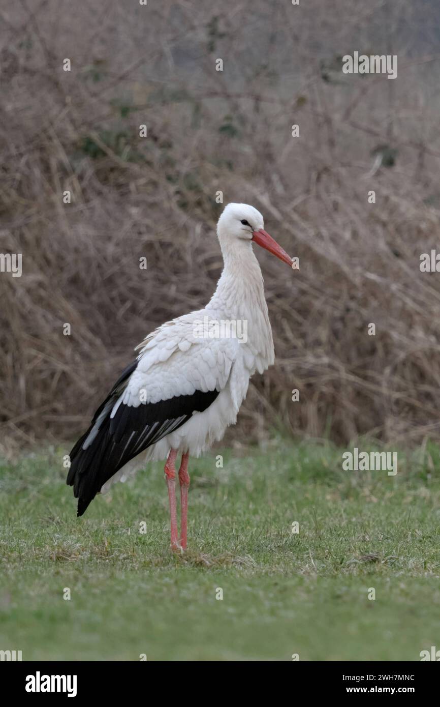 Weißstorch Ciconia ciconia im Januar, im Winter, Überwinterung, überwintert in Deutschland, Hat Zugverhalten aufgegeben, Steht auf einer grünen Wiese vor trockenen Büschen, heimische Tierwelt, Klimawandel, Europa. *** Cigogne blanche Ciconia ciconia en hiver, en janvier hivernant en Allemagne, debout sur une prairie verte devant des buissons secs, la faune, l'Europe. Nordrhein-Westfalen Deutschland, Westeuropa Banque D'Images