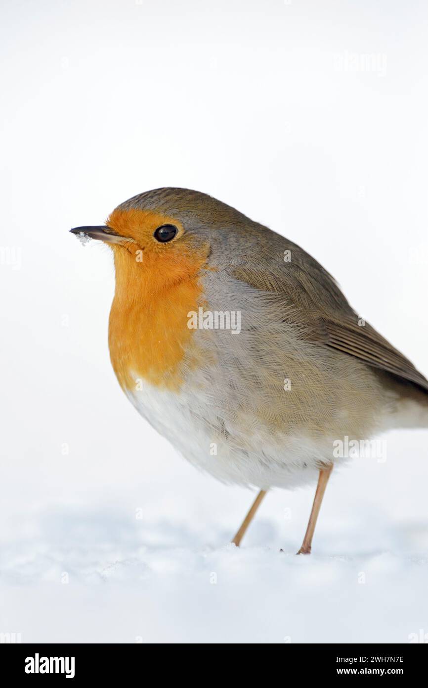 Magnifique Robin RedBreast ( Erithacus rubecula ) assis dans la neige sur le sol, plumage moelleux, hiver froid, faune, Europe. Banque D'Images