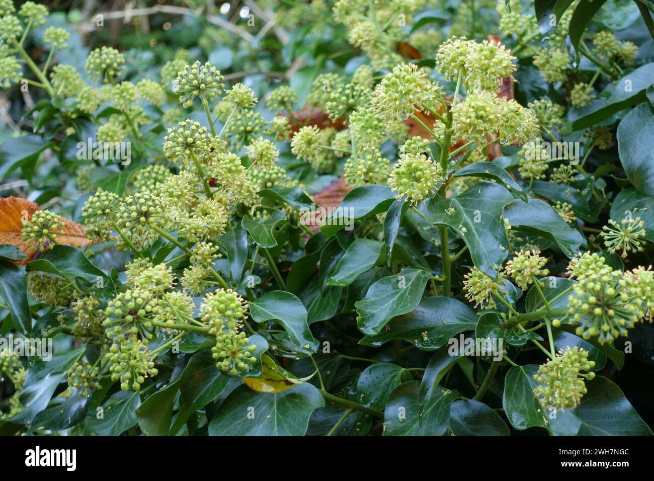 Lierre (Hedera Helix) fleurs vert-jaune à la fin de l'automne, utile comme nourriture de fin de saison pour les pollinisateurs tels que les bourdons, Berkshire, novembre Banque D'Images