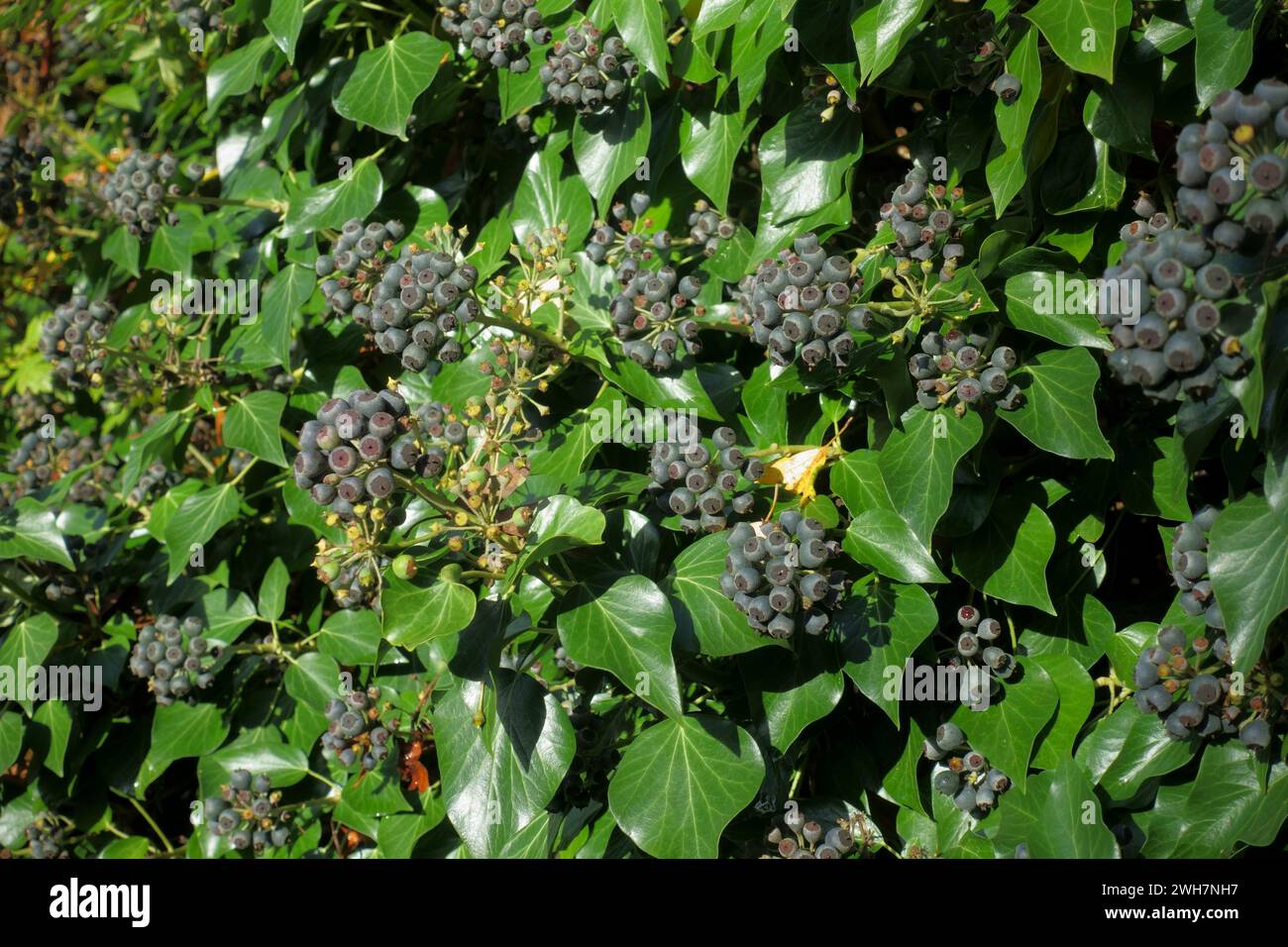 Lierre (Hedera Helix) fruits violets mûrissant à la fin de l'automne, utile comme nourriture de fin de saison pour les oiseaux et d'autres animaux sauvages, Berkshire, novembre Banque D'Images