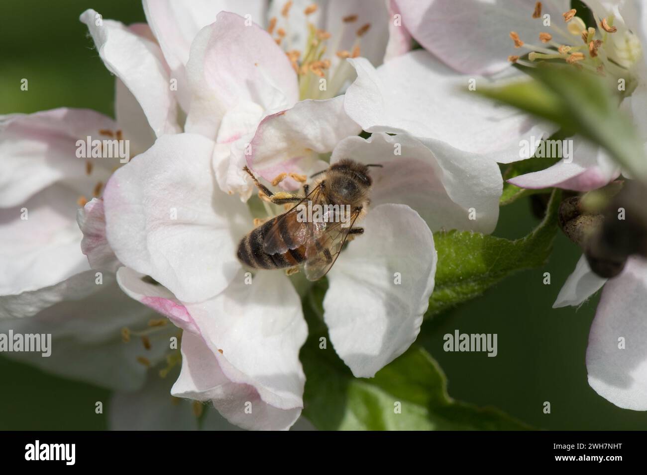 Abeille à miel (Apis mellifera) buvant sur la fleur de pommier avec du pollen dans le panier de pollen sur la patte arrière, Berkshire, mai Banque D'Images