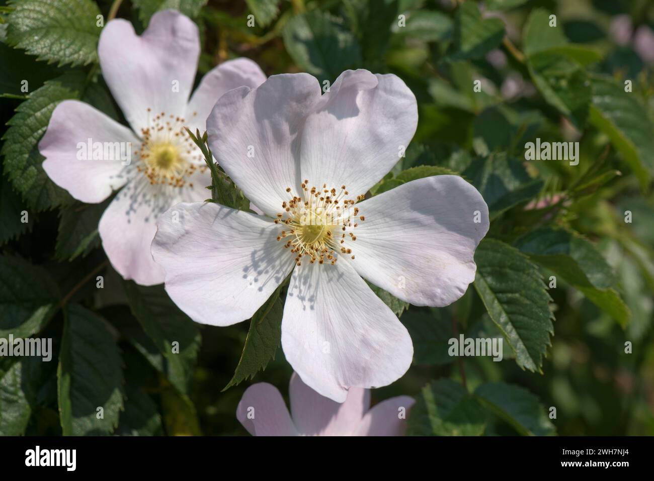 Rose chien (Rosa canina) fleur douce parfumée rose très pâle avec cinq pétales et cercle central d'étamines, d'anthères et de styles, Berkshire, juin Banque D'Images