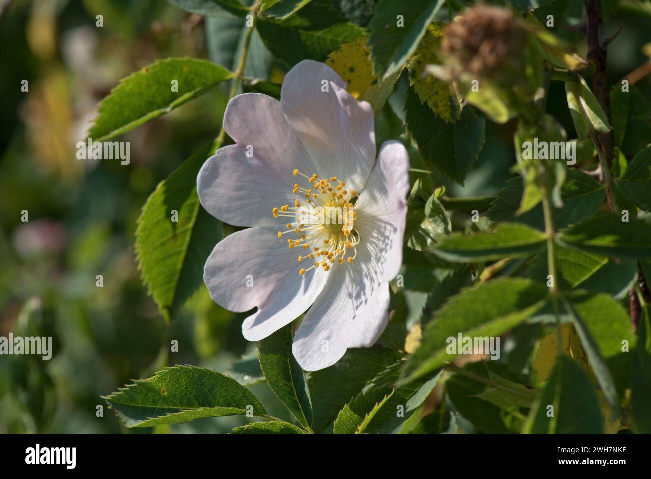 Fleur de rose de chien (Rosa canina) fleur rose pâle douce parfumée avec cinq pétales et cercle central d'étamines, d'anthères et de styles, Berkshire, juin Banque D'Images