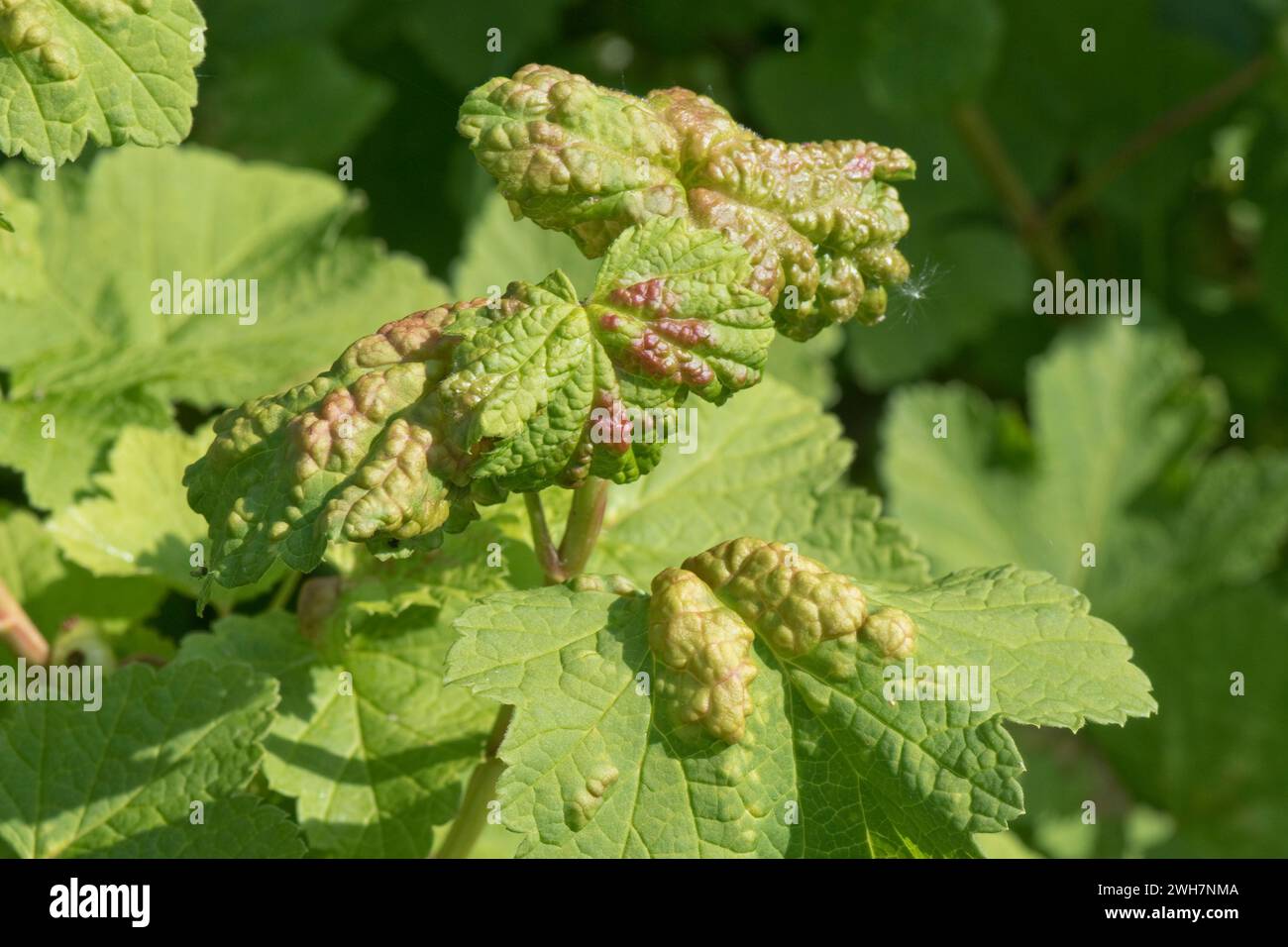 Puceron de groseille (Cryptomyzus ribis) cloques bombées de couleur verte ou rouge sur les feuilles d'un arbuste de groseille rouge (Ribes rubrum), Berkshire, mai Banque D'Images