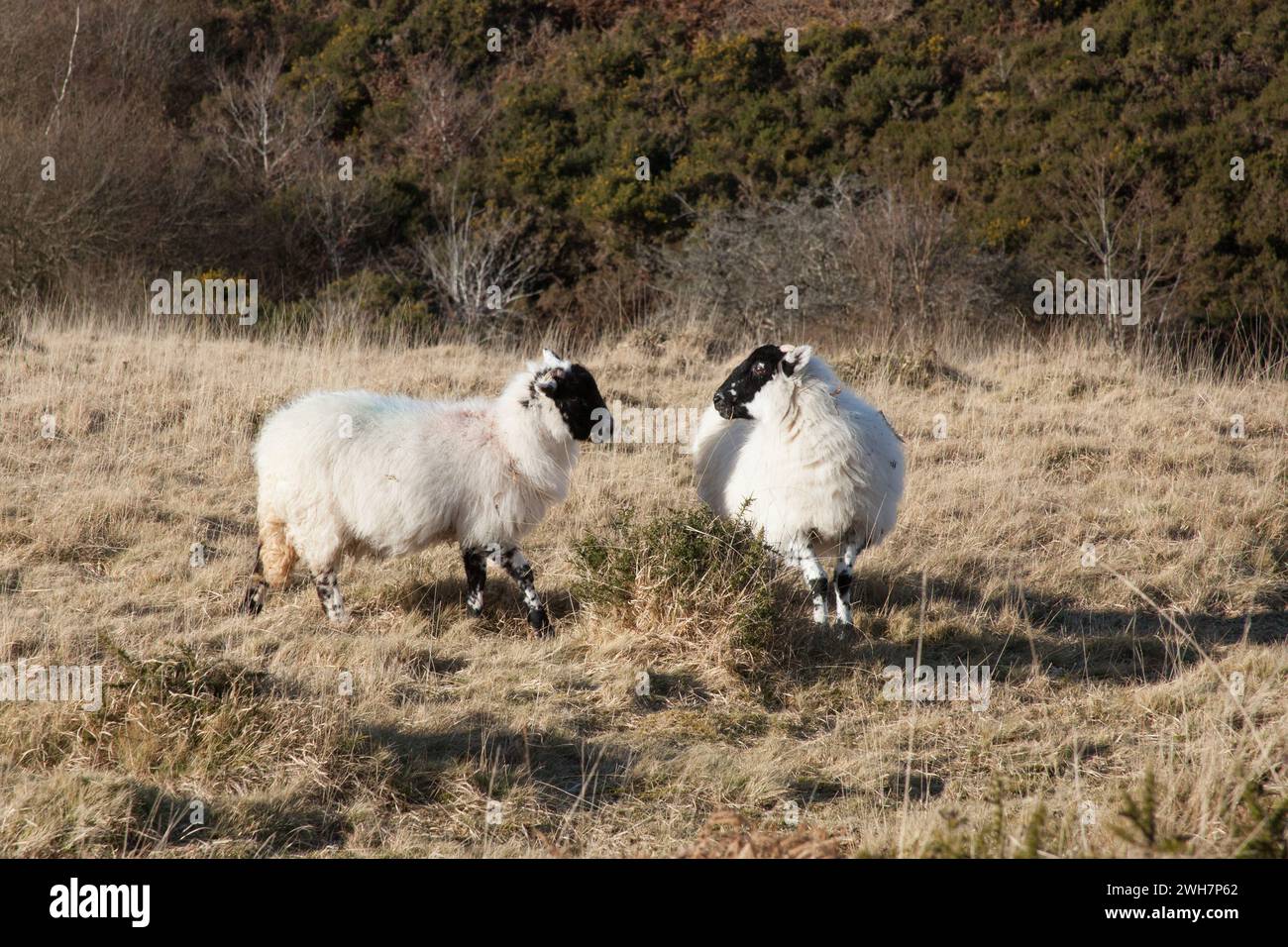 Moutons sur Caradon Hill sur Bodmin Moor en Cornouailles au Royaume-Uni Banque D'Images