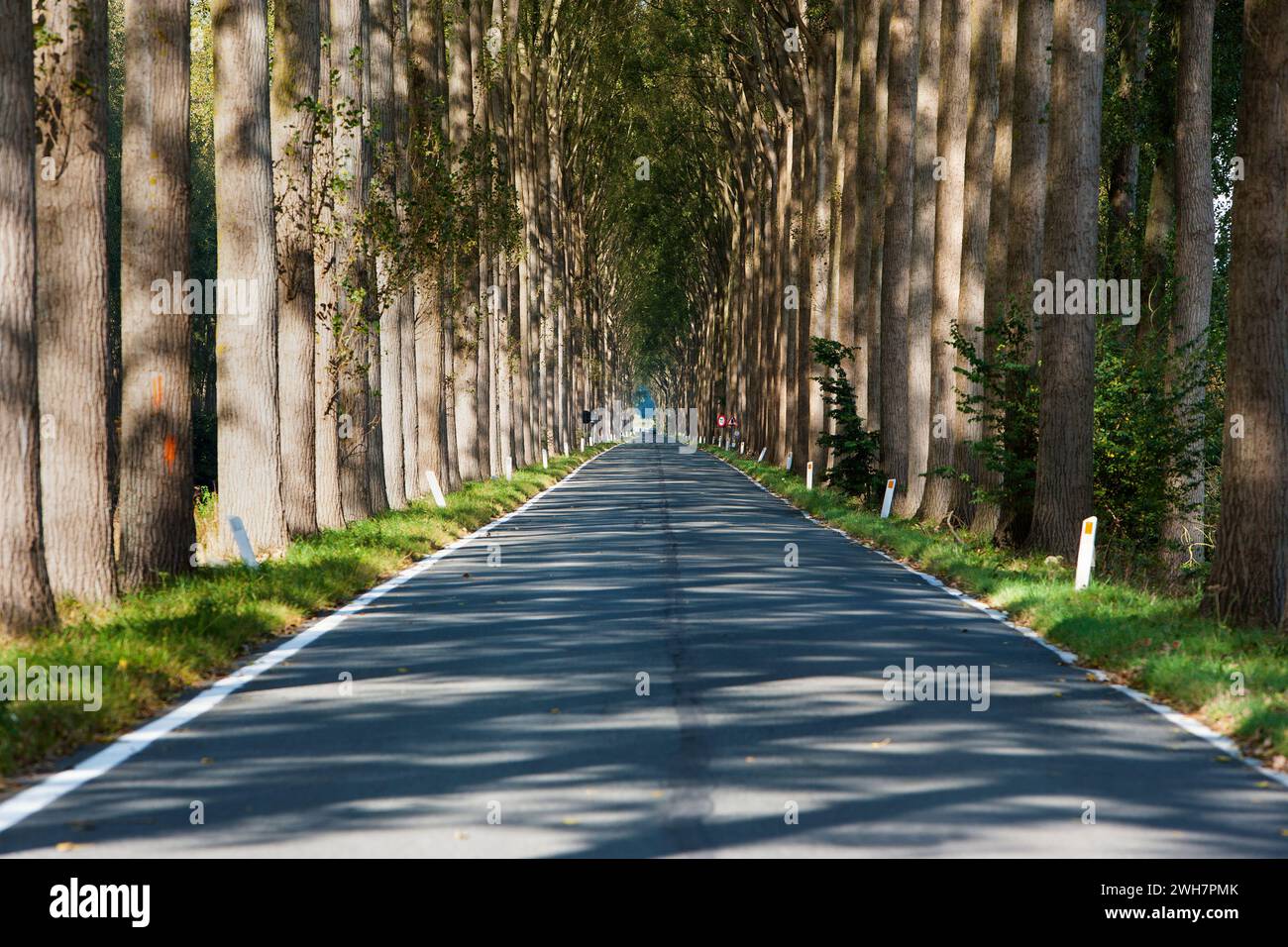 Avenue bordée d'arbres, canal de Schipdonk, Schipdonkvaart, Damme, Flandre, Belgique, Europe Banque D'Images