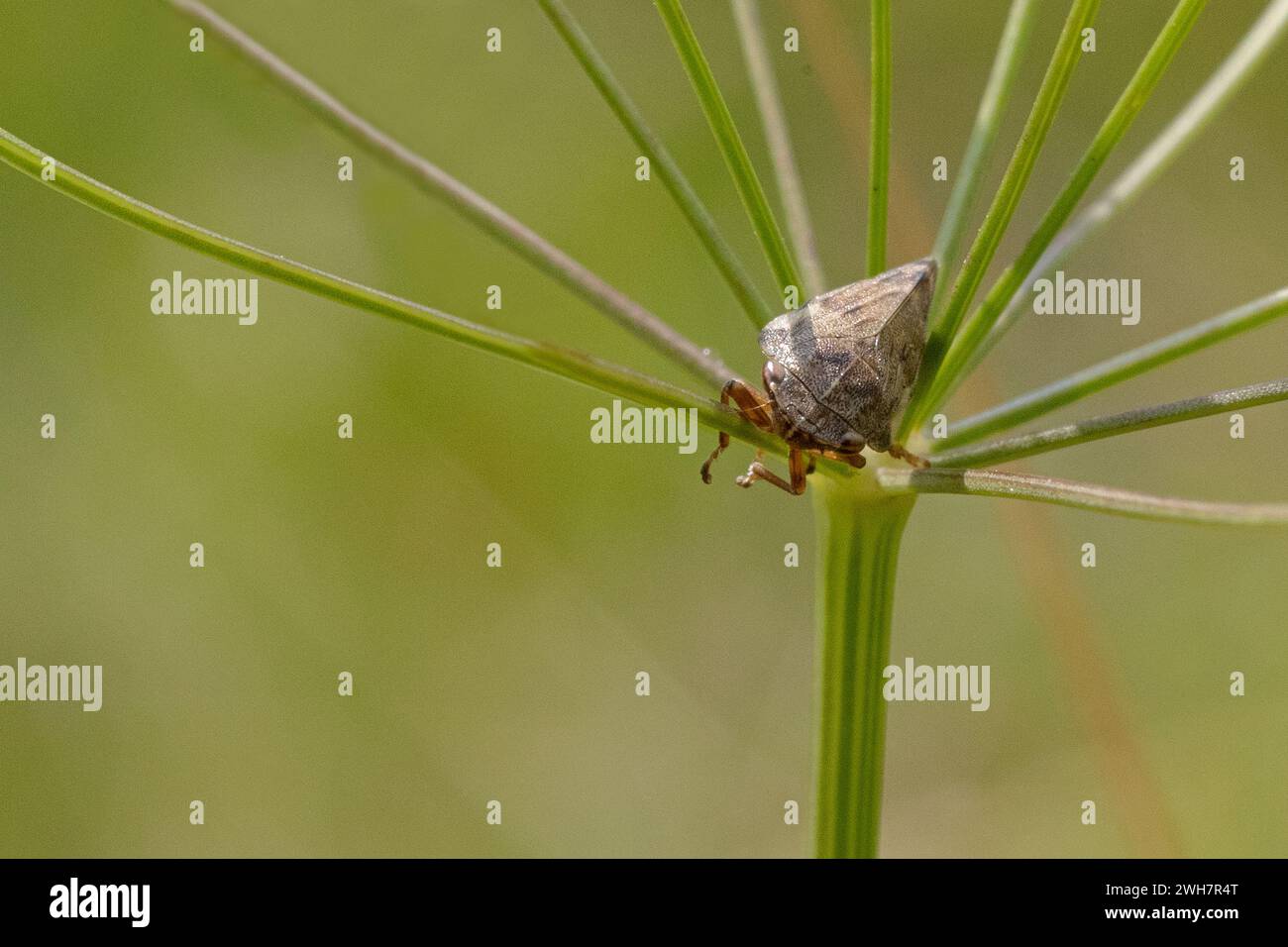 Une macro photographie d'un insecte Leaf Hopper trouvé dans un pré. Banque D'Images