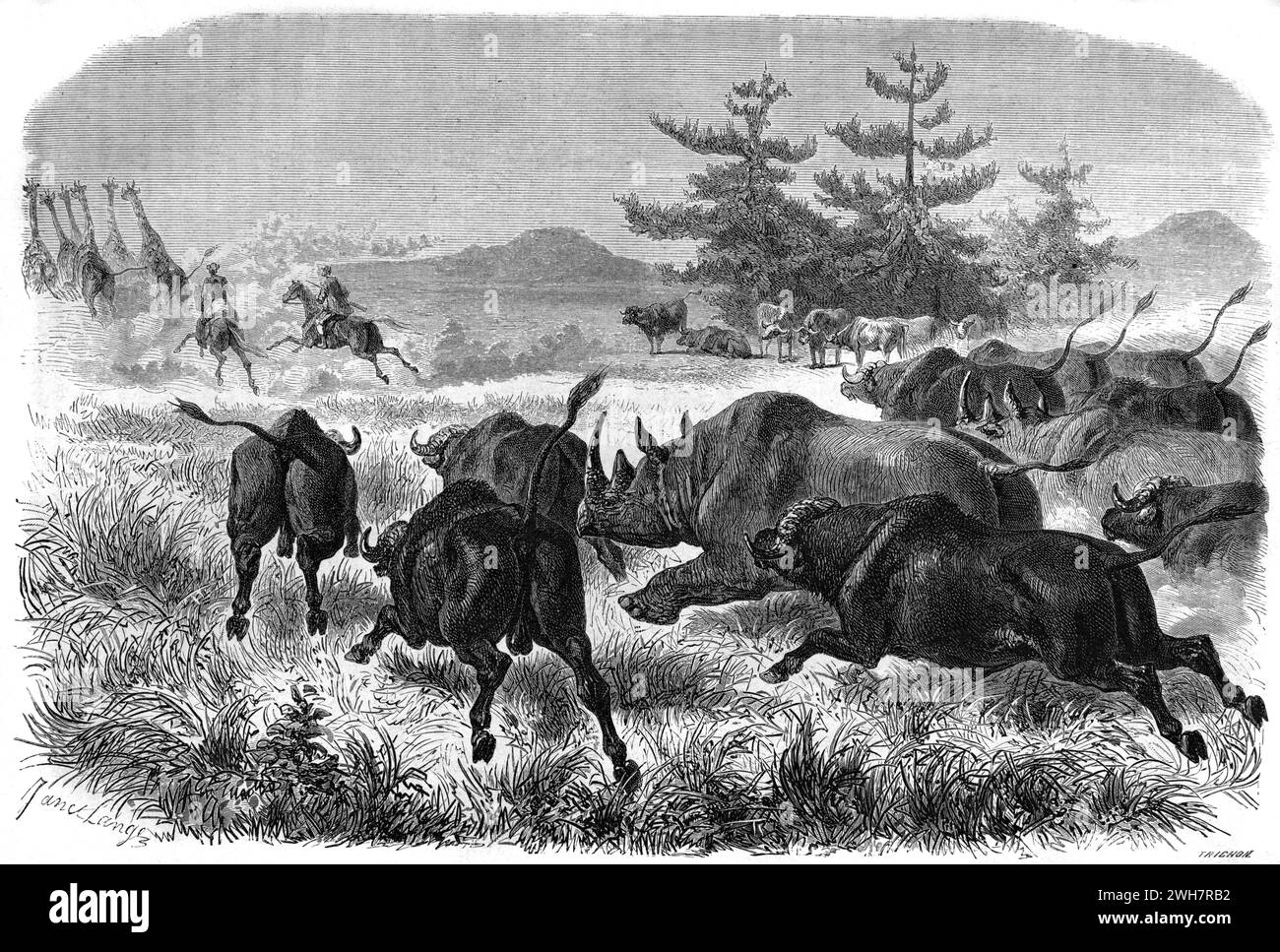 Les buffles et les rhinocéros ou les rhinocéros attaquent les chasseurs de gros gibier lors d'une chasse au gros gibier en Afrique du Sud. Gravure vintage ou historique ou illustration 1863 Banque D'Images