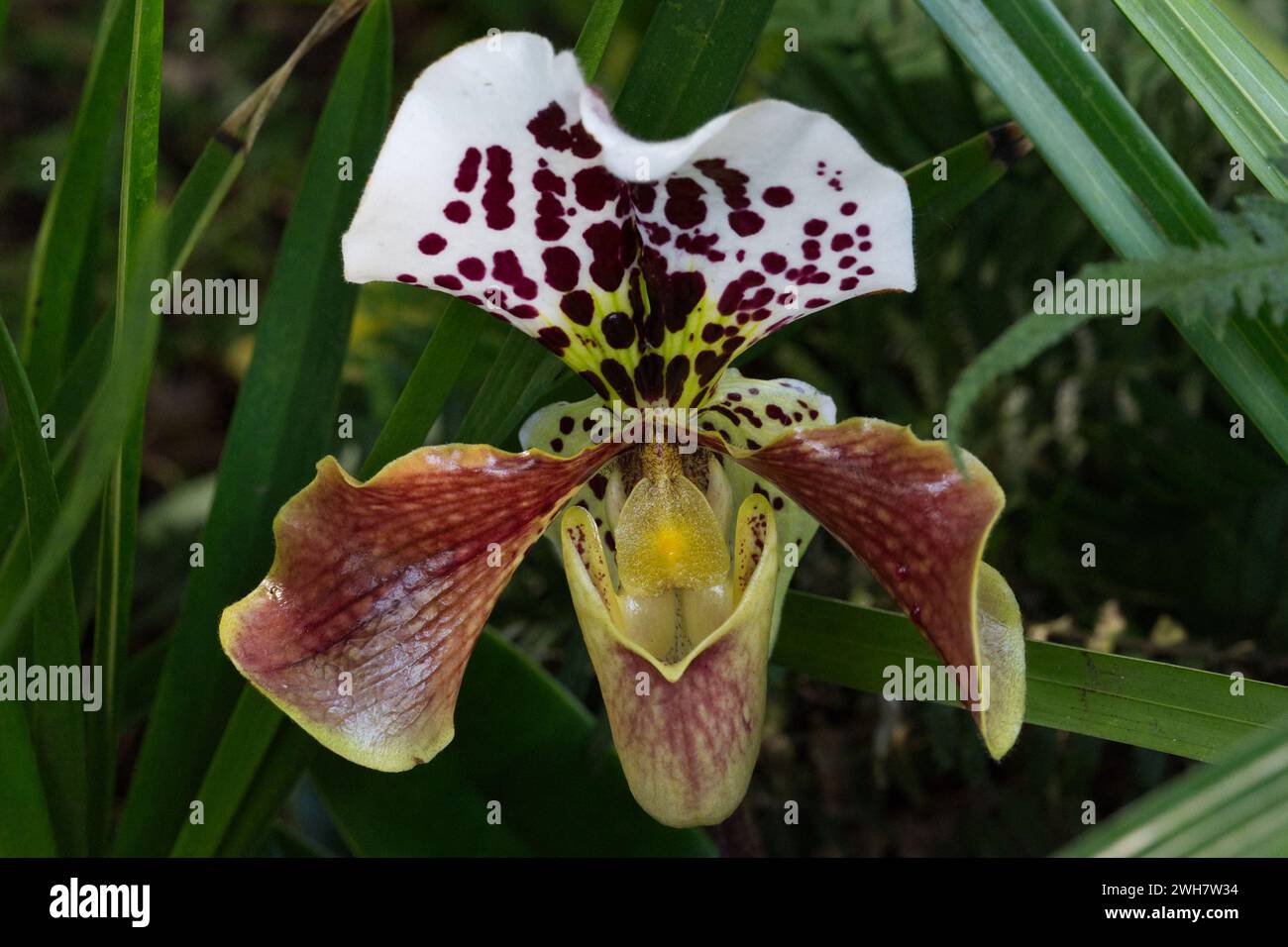 Une orchidée de pantoufle de Vénus au Kew Gardens Orchid Festival 2024 Banque D'Images