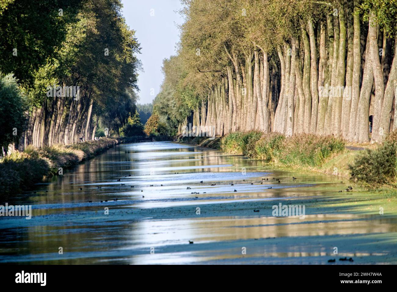 Damme canal, Damse Vaart, Damme, Flandre, Belgique, Europe Banque D'Images