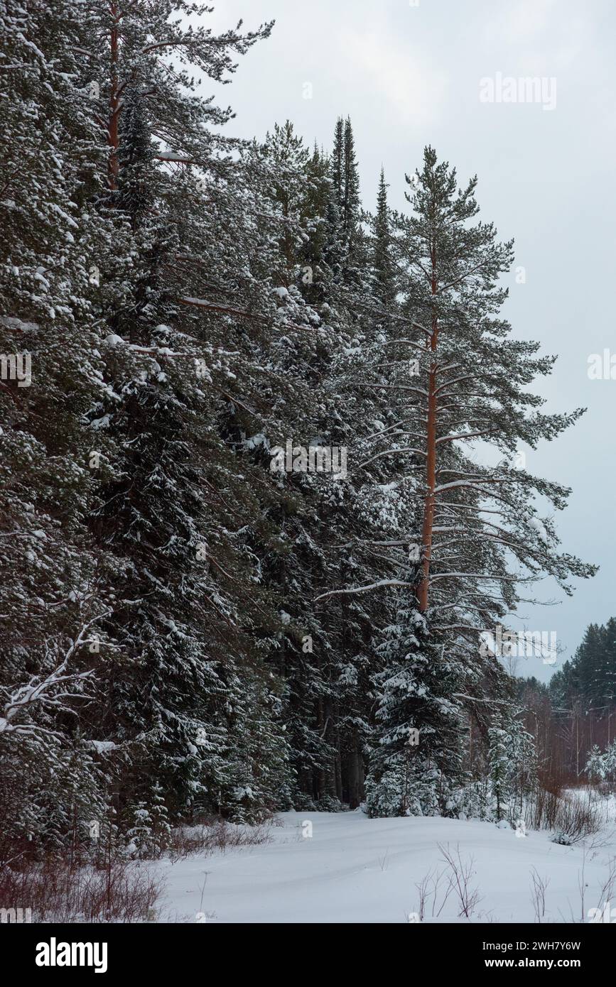Forêt enneigée d'hiver, avec d'énormes calottes de neige sur les sapins et les pins Banque D'Images
