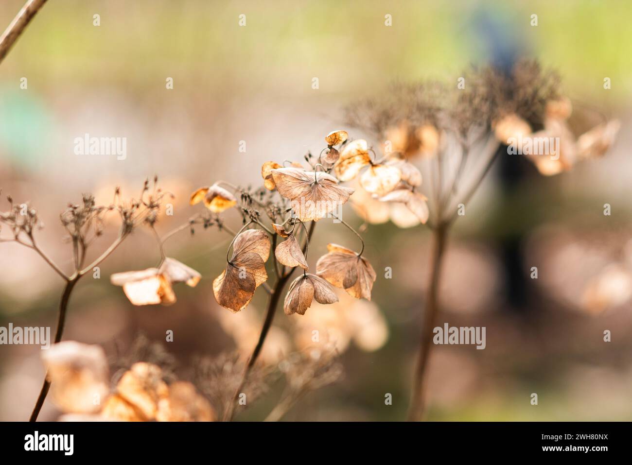 Fleurs d'hortensia d'automne séchées dans le jardin. Banque D'Images
