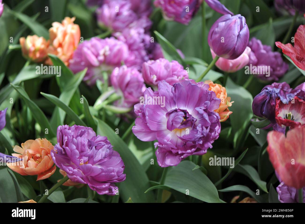 Tulipes doubles à fleurs de pivoine violette (Tulipa) éblouissantes double Mix fleurissent dans un jardin en avril Banque D'Images