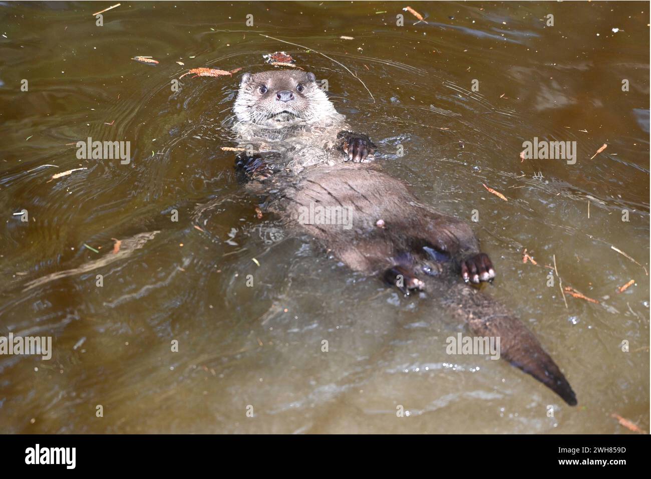 Fischotter auf dem Rücken schwimmend Fischotter spielend im Wasser Fischotter *** Otter nageant sur son dos Otter jouant dans l'eau Otter Banque D'Images