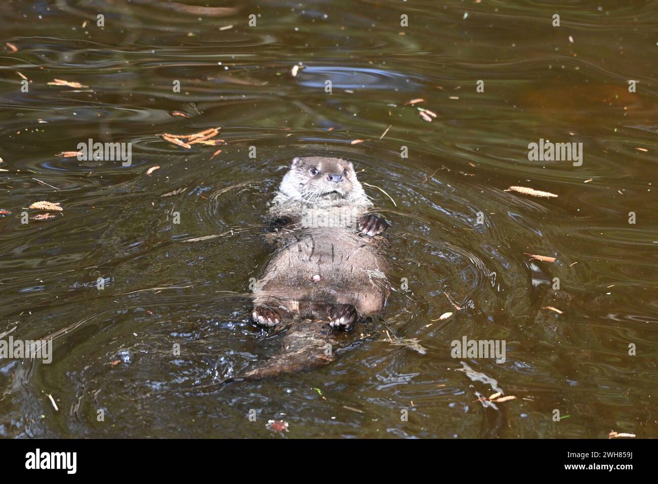 Fischotter auf dem Rücken schwimmend Fischotter spielend im Wasser Fischotter *** Otter nageant sur son dos Otter jouant dans l'eau Otter Banque D'Images