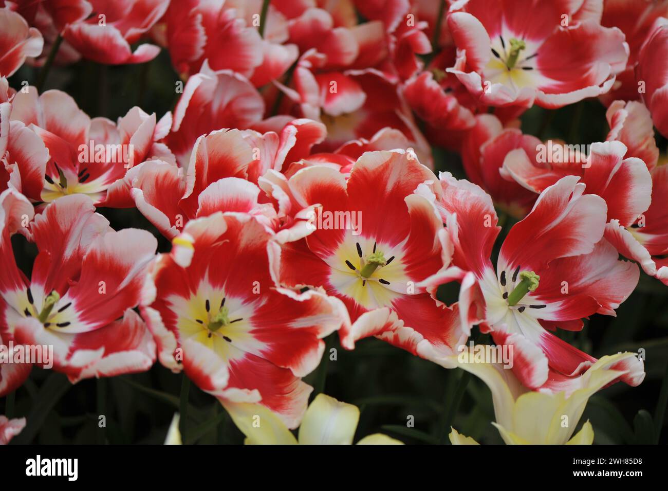 Tulipes rouges et blanches (Tulipa) Dee Jay Parrot fleurissent dans un jardin en avril Banque D'Images