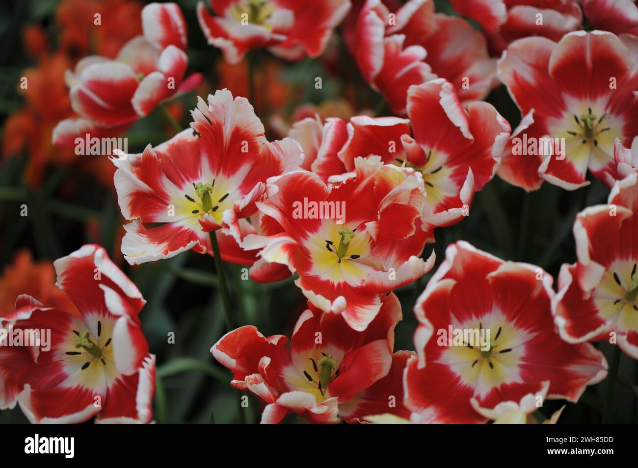 Tulipes rouges et blanches (Tulipa) Dee Jay Parrot fleurissent dans un jardin en avril Banque D'Images