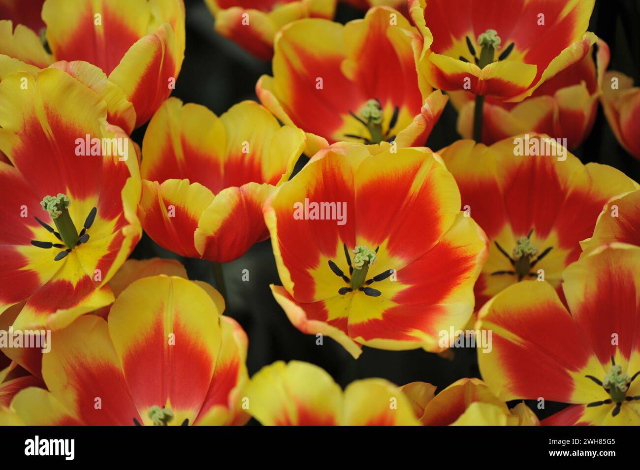Les tulipes triomphales rouges et jaunes (Tulipa) Danemark fleurissent dans un jardin en avril Banque D'Images