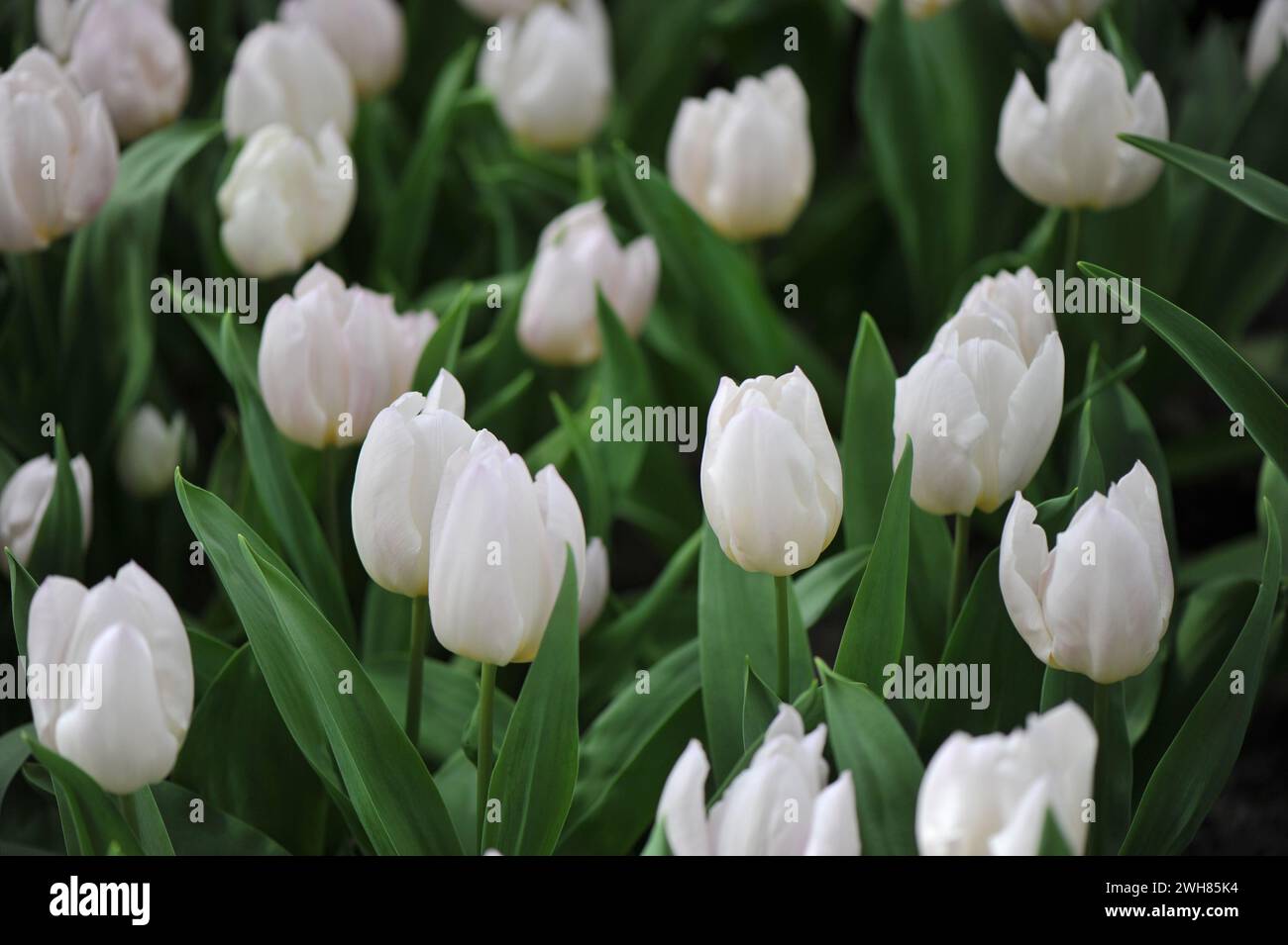 Blanc unique tulipes précoces (Tulipa) Diamond Prince fleurissent dans un jardin en avril Banque D'Images