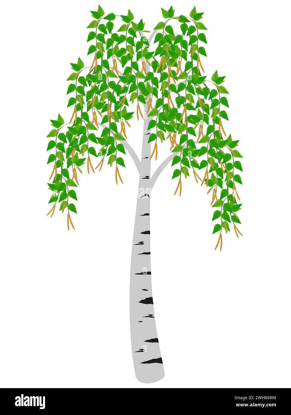 Arbre de bouleau fleuri au printemps isolé sur fond blanc. Illustration de Vecteur