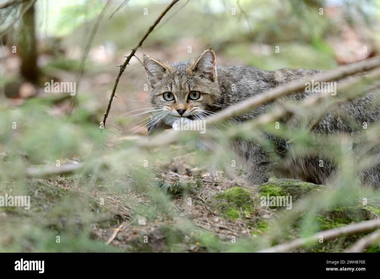 Wildkatze Wildkatze Wildkatze *** Wildcat Wildcat Wildcat Banque D'Images