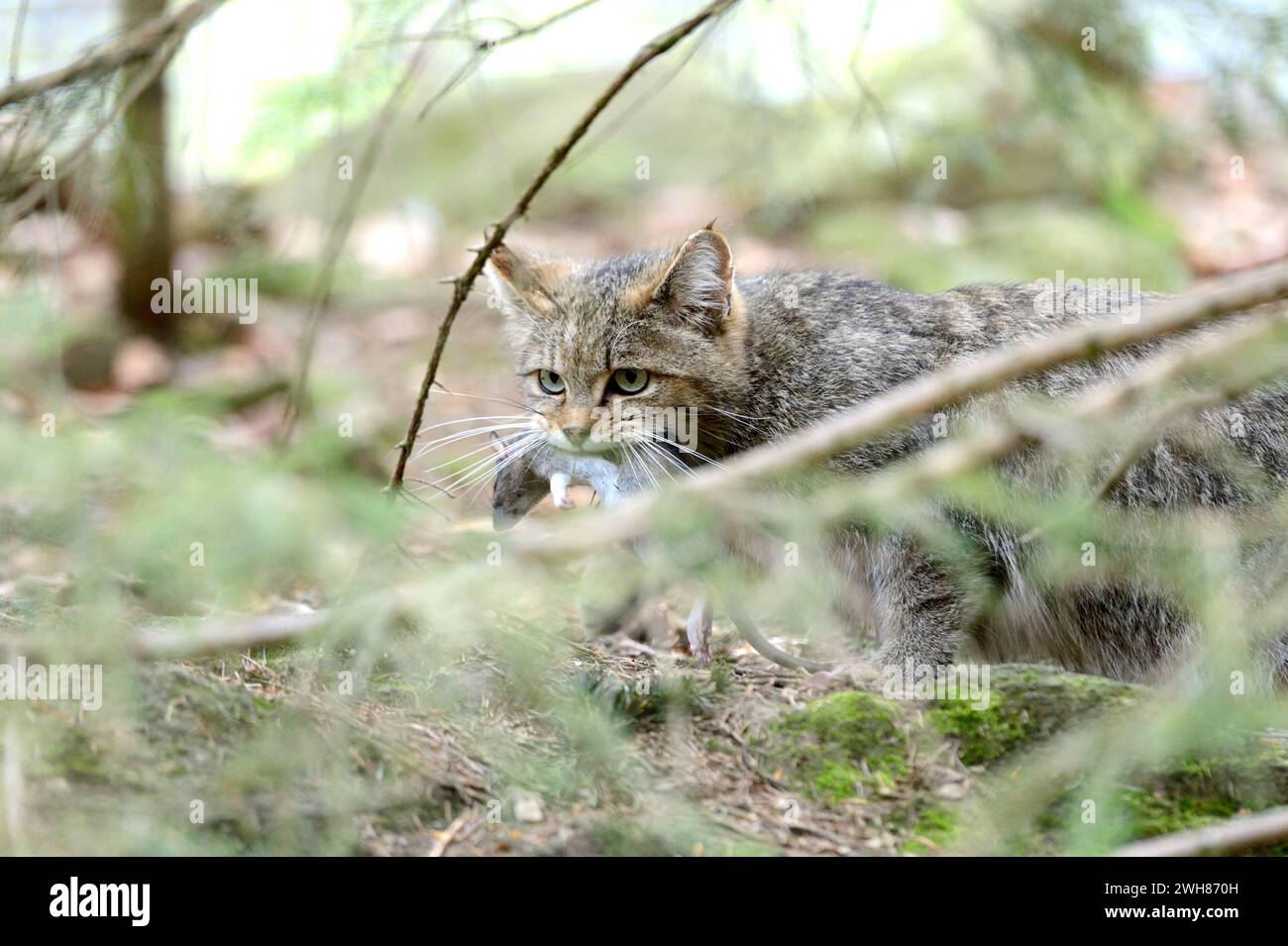 Wildkatze Wildkatze Wildkatze *** Wildcat Wildcat Wildcat Banque D'Images