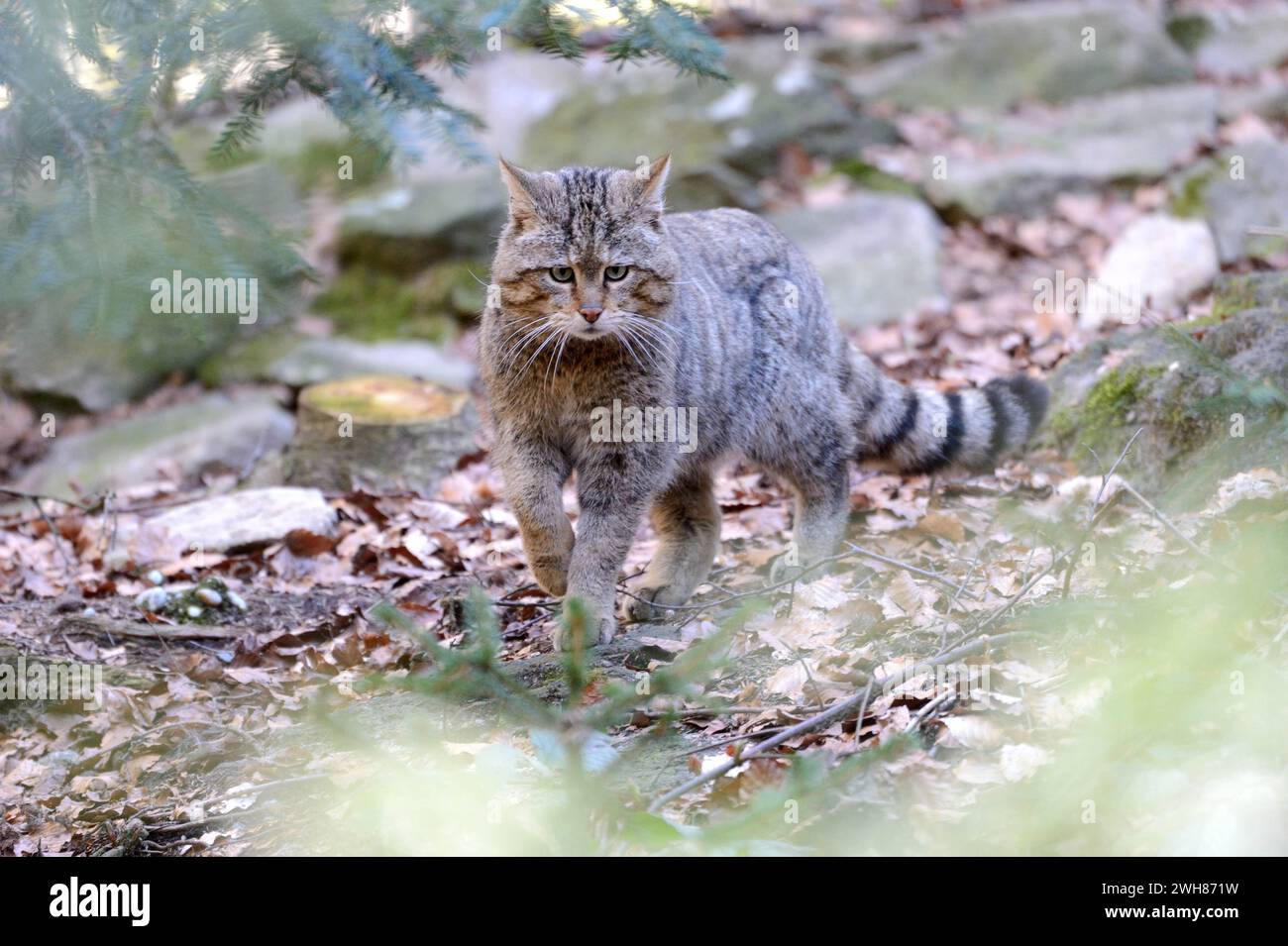 Wildkatze Wildkatze Wildkatze *** Wildcat Wildcat Wildcat Banque D'Images