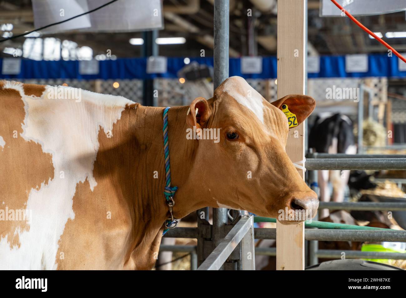 Gros plan d'une vache laitière en stalle, regarde la caméra au Pennsylvania Farm Show, Harrisburg Banque D'Images