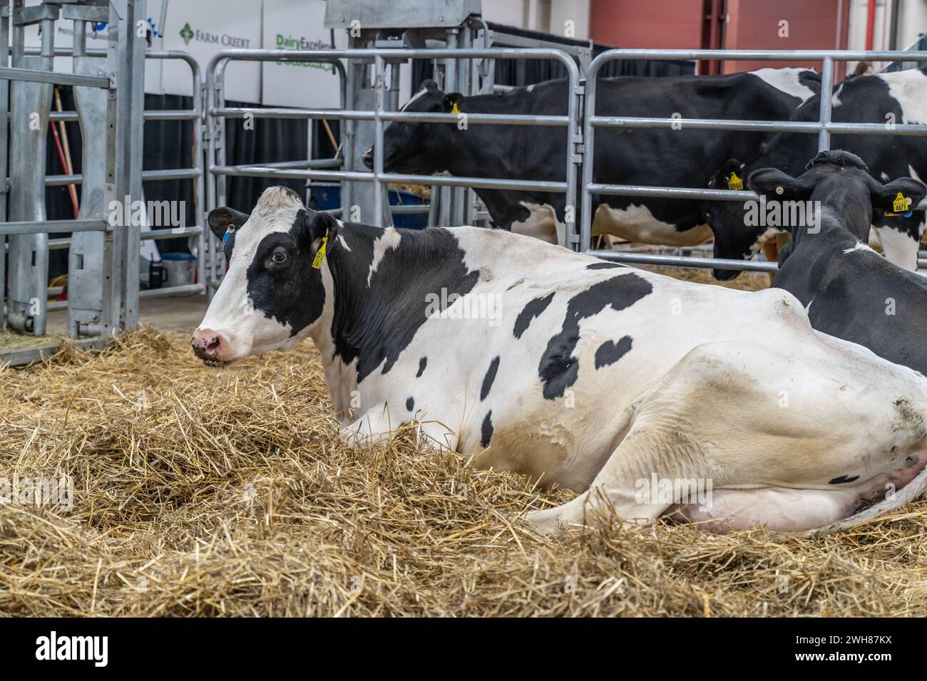 La vache laitière attend d'être jugée au Pennsylvania Farm Show, Harrisburg Banque D'Images