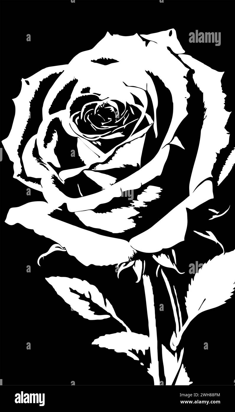 dessin linéaire graphique blanc de fleur de rose sur fond noir, design Banque D'Images