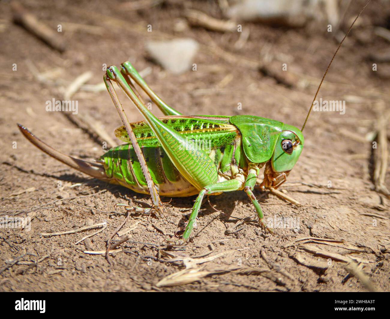 Une grande sauterelle verte repose sur le sol près d'un tas de foin Banque D'Images